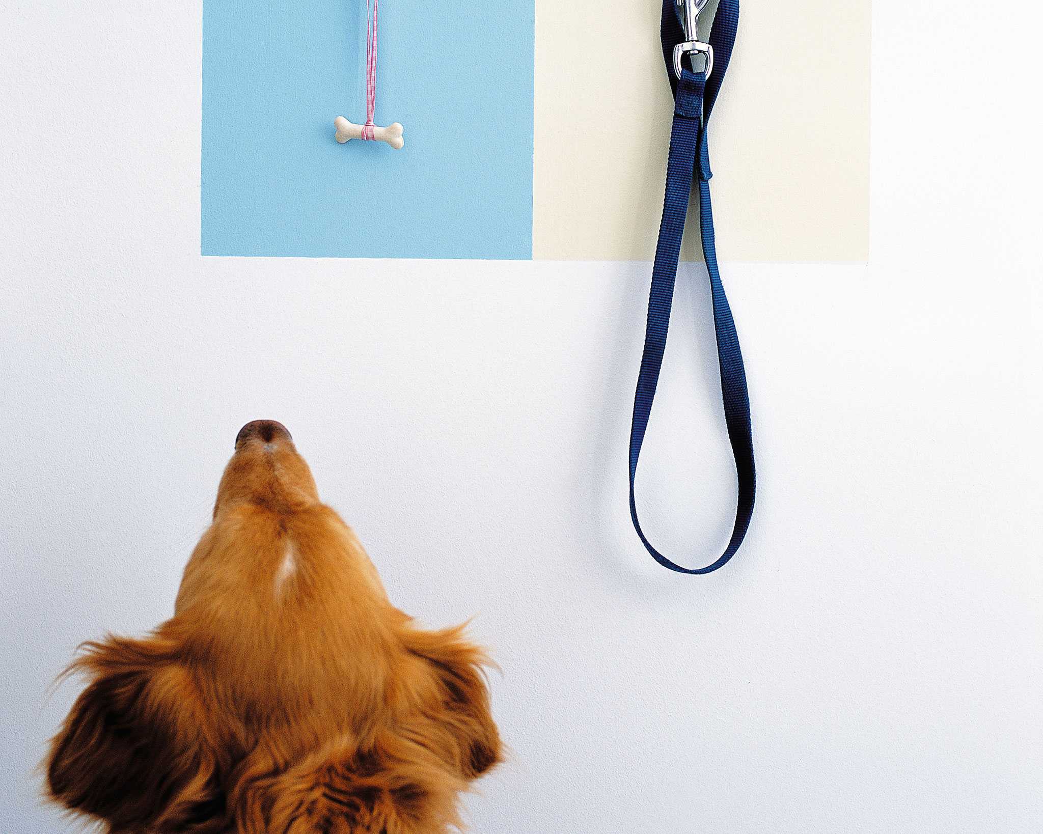 un couloir parfait à l'épreuve du chien un couloir parfait à l'épreuve du chien