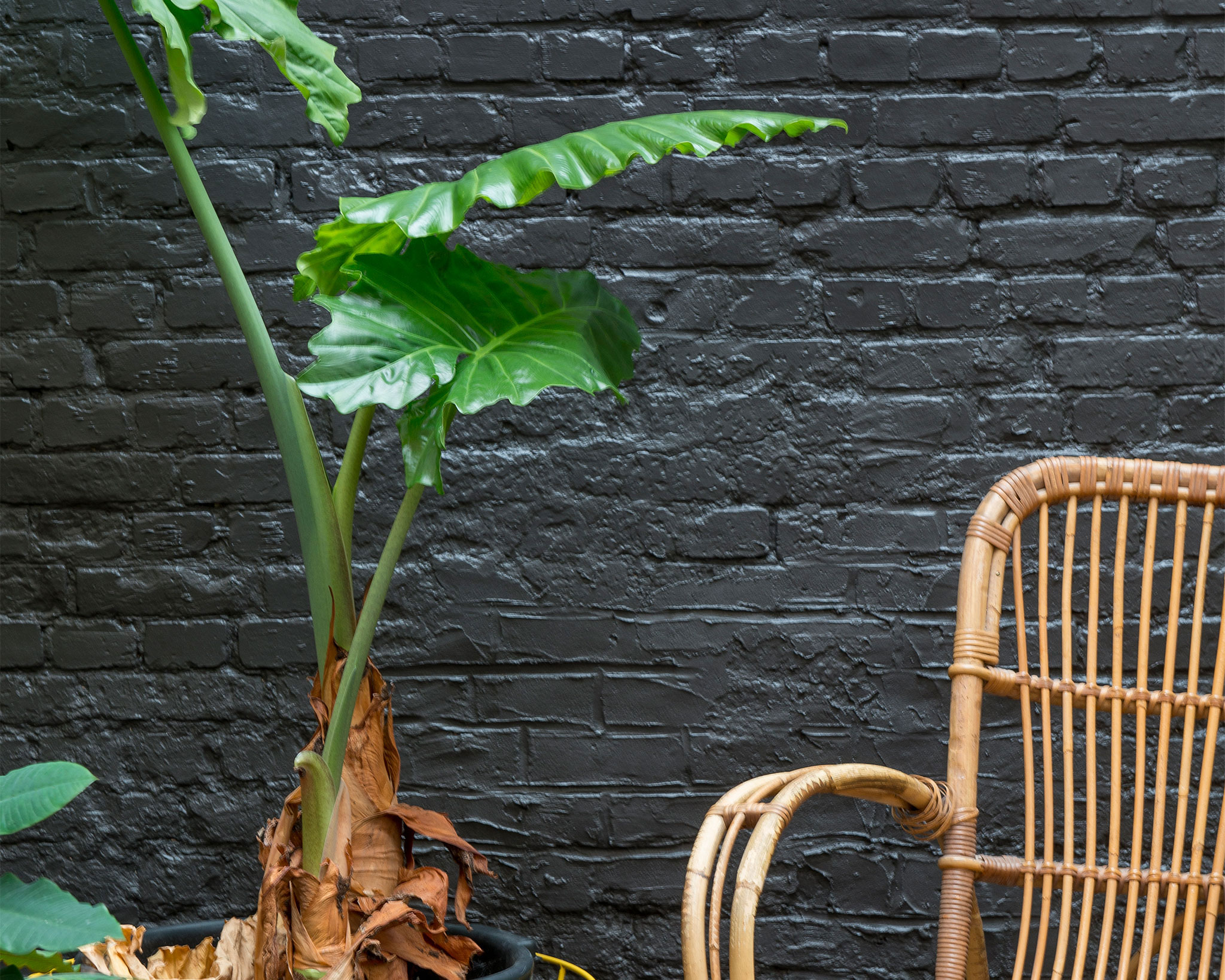 espace extérieur facade avec plantes espace extérieur facade avec plantes
